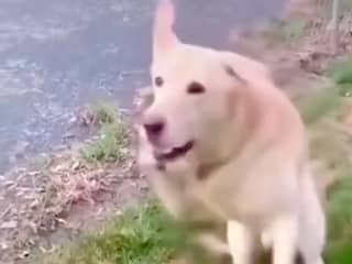 Joost Klein plaatst video met honden op Instagram na diskwalificatie