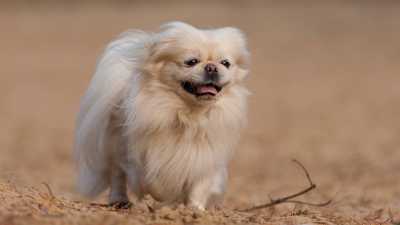 Missing dog reunited with German family after seven years |  Remarkable