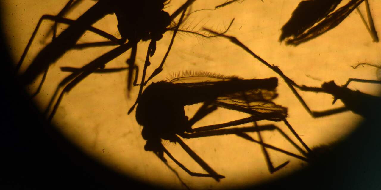 Onderzoekers in Brazilië hopen op vaccin tegen zikavirus