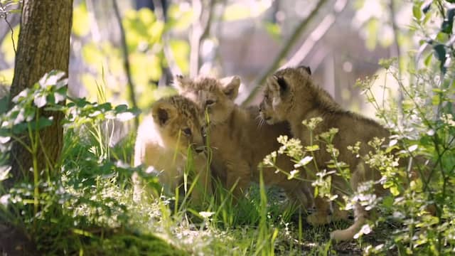 Jonge welpjes zetten eerste stap in buitenverblijf London Zoo