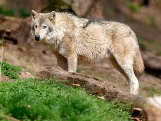 De wolf is bijna gevestigd in Nederland: Is er ruimte voor zo'n roofdier?