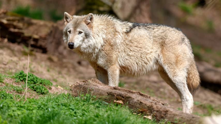 Duitse boeren willen einde jachtverbod op wolven