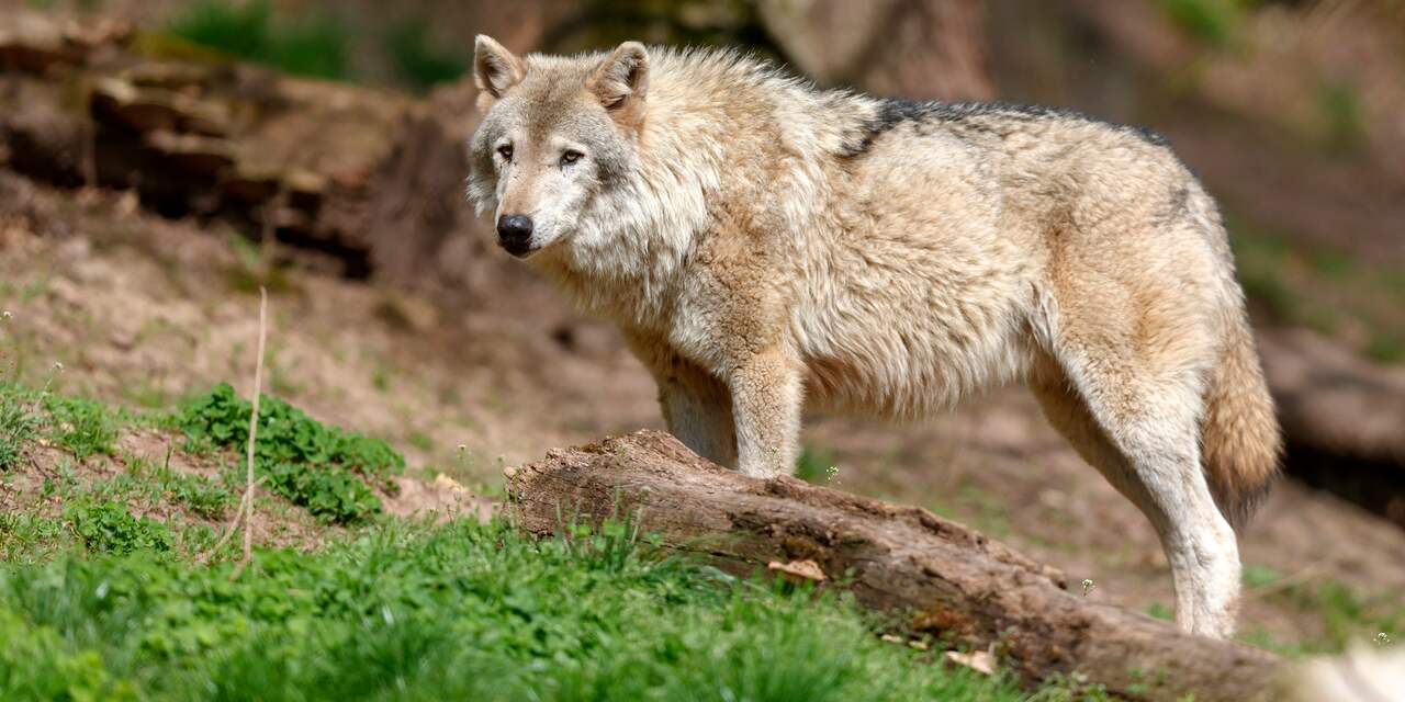 De wolf is bijna gevestigd in Nederland: Is er ruimte voor zo'n roofdier?