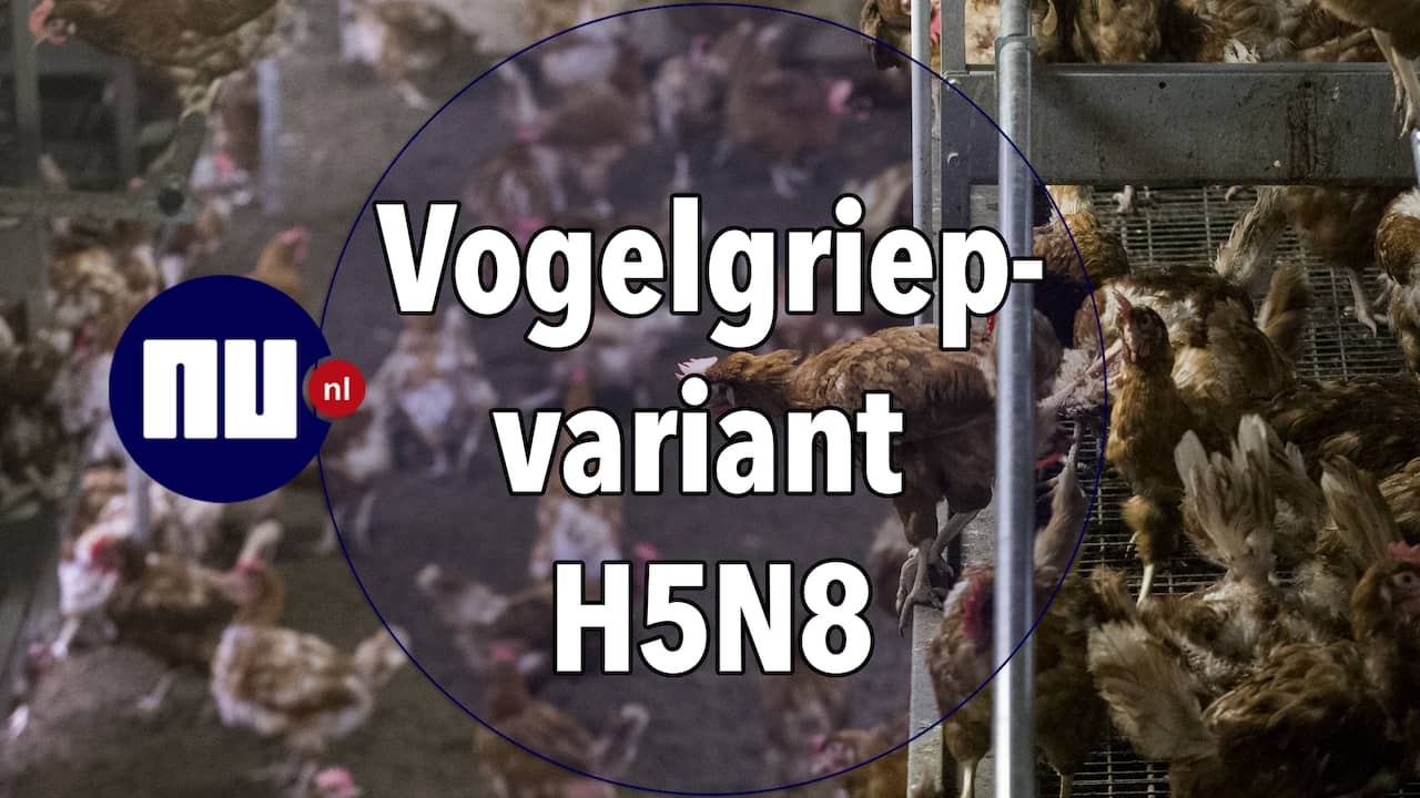Beeld uit video: Dit moet je weten over de vogelgriepvariant H5N8