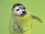 Stichting waarschuwt strandgangers in IJmuiden voor zeehond Bob