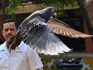 India laat duif die werd verdacht van spionage voor China na acht maanden vrij