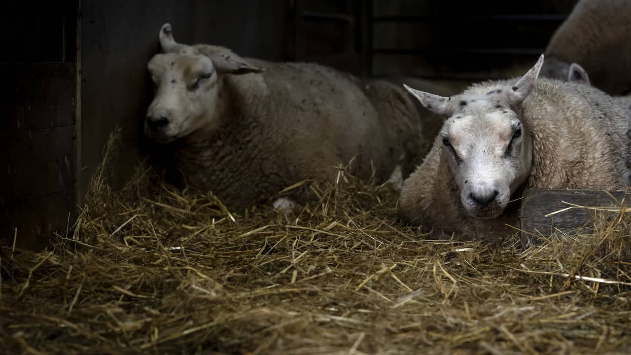 Почему опасения по поводу блютанга не ограничиваются просто больными овцами |  местный