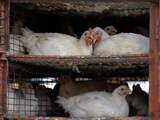 Vogelgriep vastgesteld bij pluimveebedrijf in Sint Philipsland