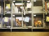 Illegale hondenfokker in Brabantse Eersel krijgt alweer dwangsom opgelegd