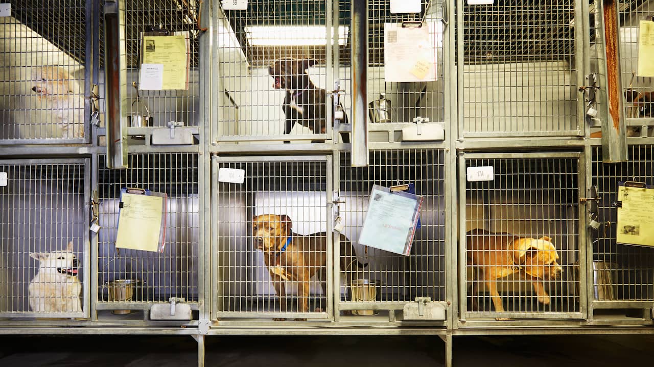 Illegal Dog Breeder in Brabant Continues Business Despite Council of State Ruling