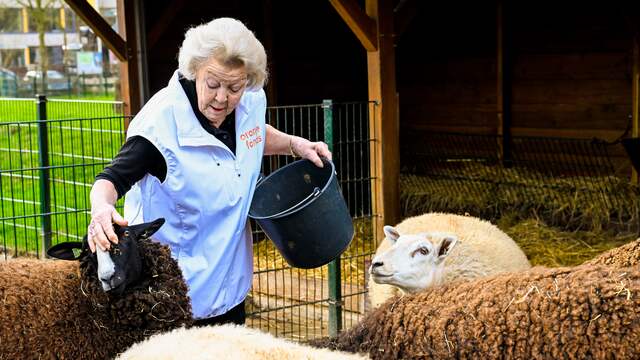 Prinses Beatrix voert als vrijwilliger schaapjes in Utrecht