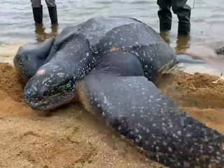 Amerikaanse vrijwilligers bevrijden schildpad van 227 kilo