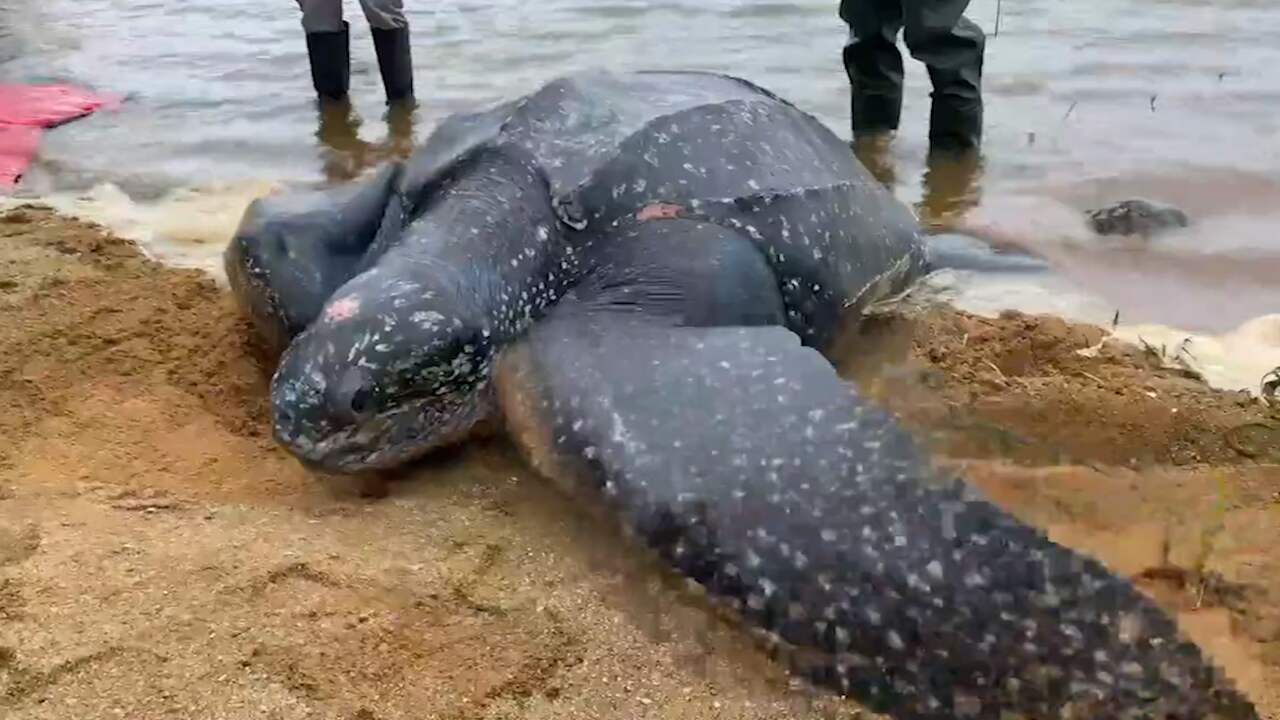 Beeld uit video: Amerikaanse vrijwilligers bevrijden schildpad van 227 kilo