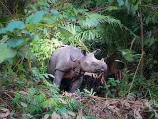 Kalf van zeer bedreigde Javaanse neushoorn gespot in Indonesië