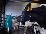 189 waarschuwingen en boetes voor slachten hoogzwangere koeien