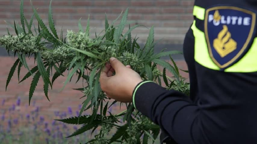 politie vindt kilo's hennep na melding vreemde lucht