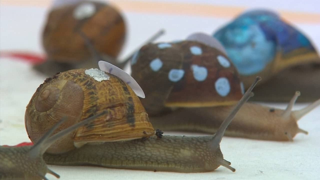 Beeld uit video: Honderdvijftig slakken racen tegen elkaar in Engeland om wereldtitel