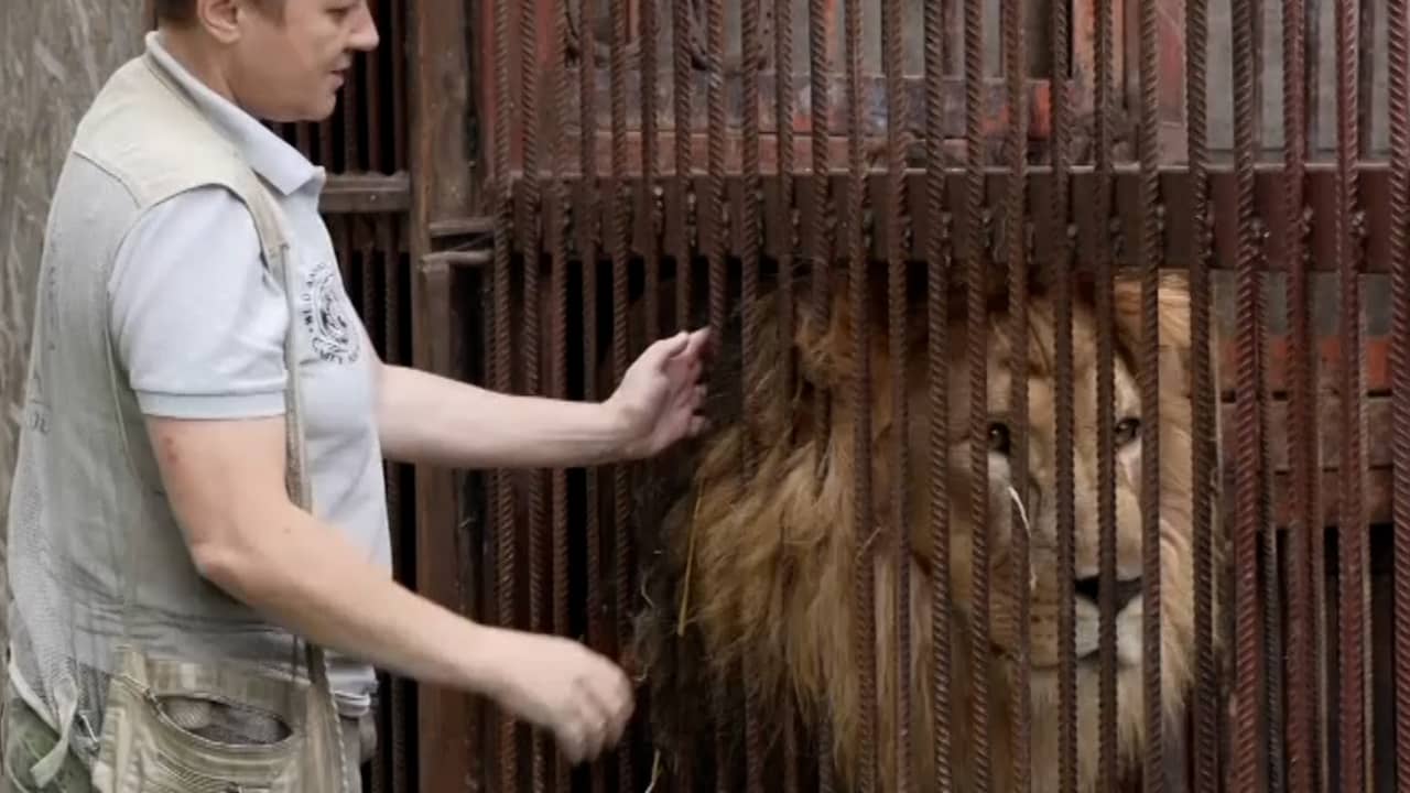 Beeld uit video: Oekraïense asielmedewerker redt wilde dieren uit oorlogsgebied