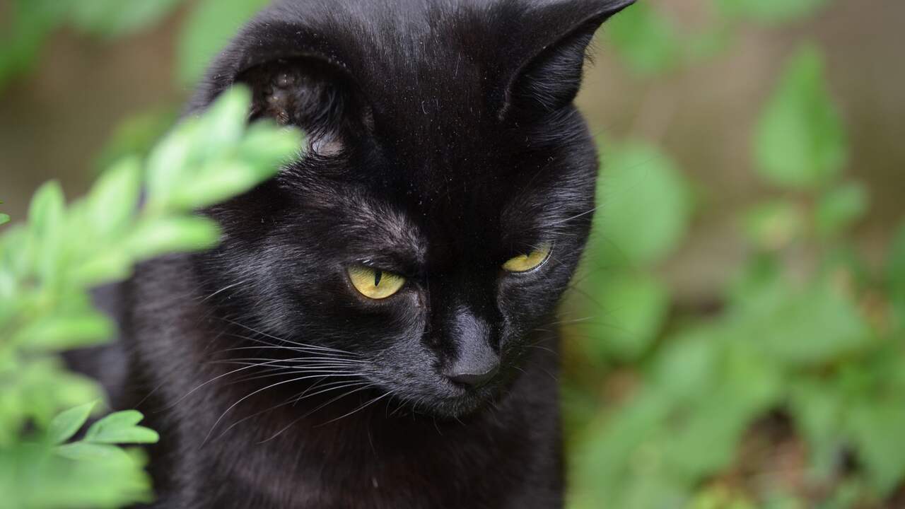 vloerkleed met afbeelding van hond en poes brandweerman in ede reanimeert poes na flatbrand nu vloerkleed met afbeelding van hond en poes brandweerman in ede reanimeert poes na flatbrand nu