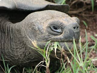 Meer dan honderd babyschildpadden gestolen op Galapagoseilanden