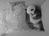 Pasgeboren reuzenpanda in Ouwehands Dierenpark is gezond en groeit hard