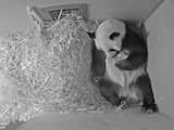 Pasgeboren reuzenpanda in Ouwehands Dierenpark is gezond en groeit hard