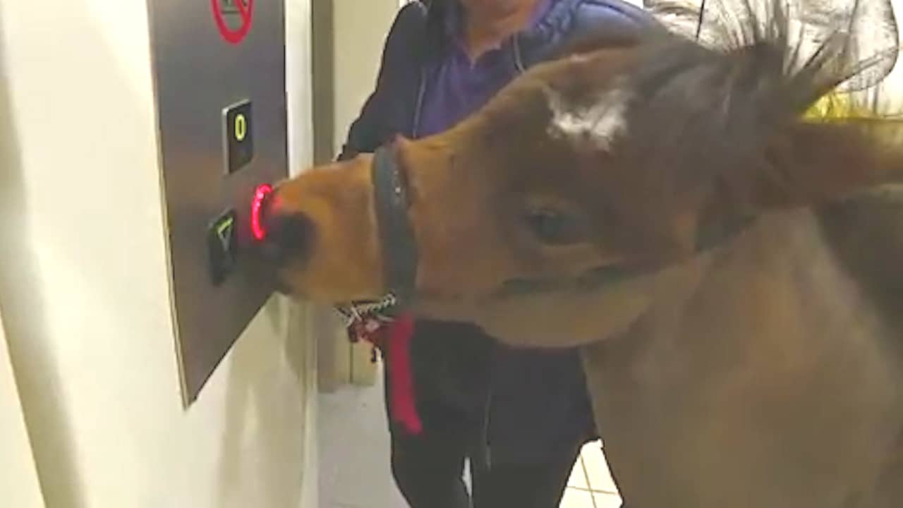 Beeld uit video: Minipaard Digby maakt rit met metro in Verenigd Koninkrijk