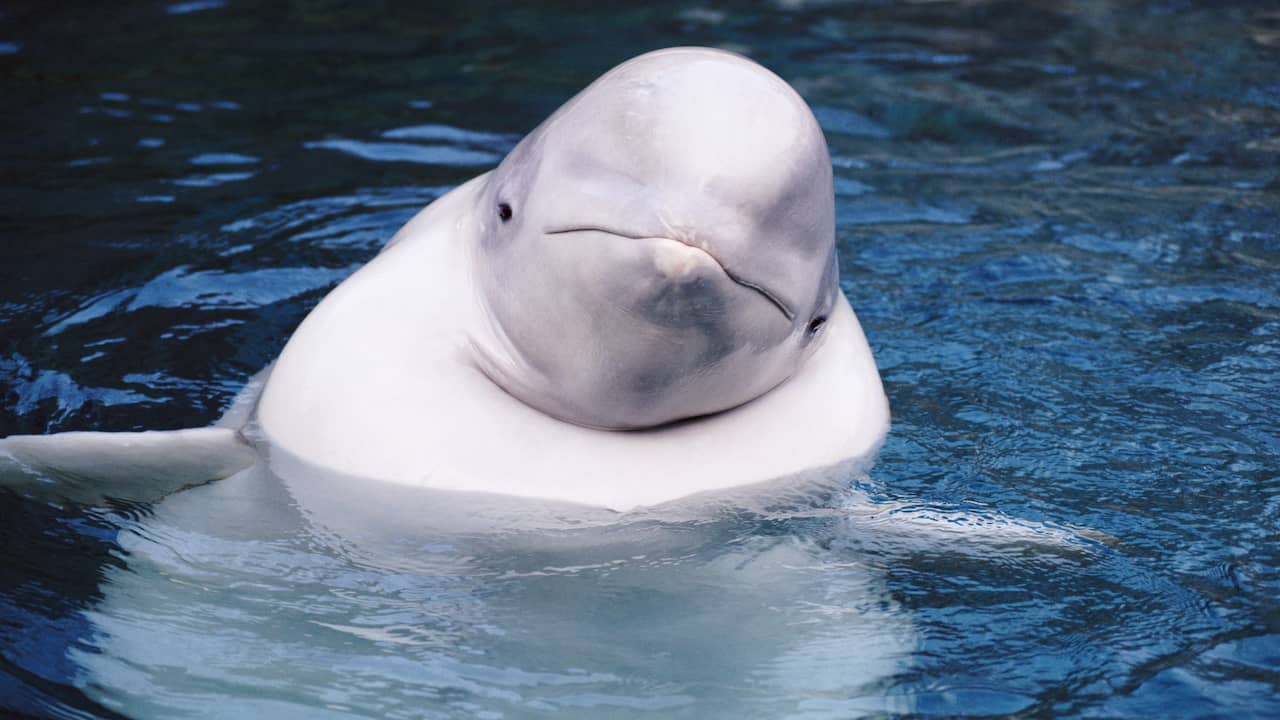 Beluga in der französischen Seine gesehen, während der Delphin normalerweise in der Arktis lebt |  Tiere