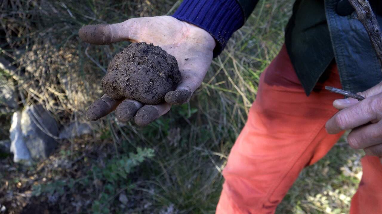 Bekijk hier de trailer van Truffel Liefde