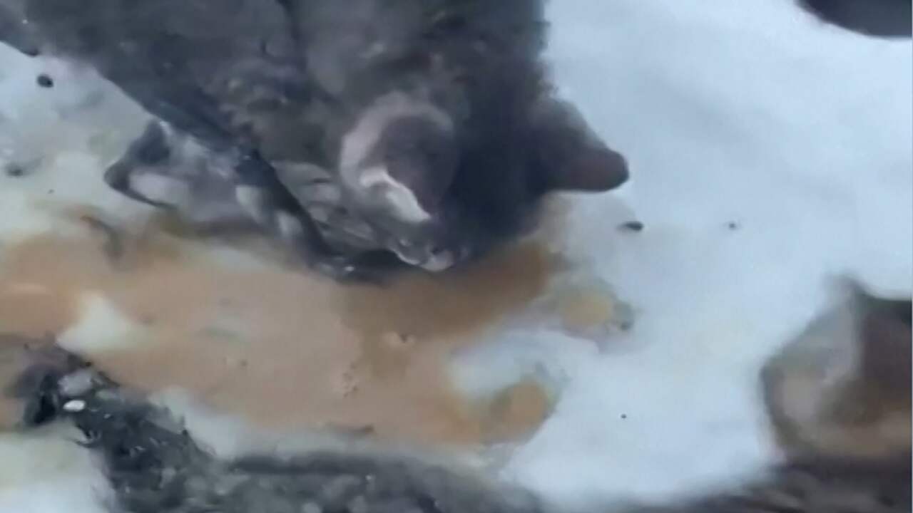 Vastgevroren kittens bevrijd met warme koffie in Canada