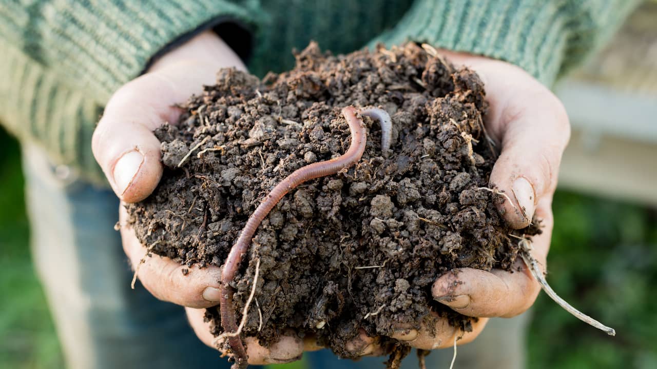 Dutch People Count Animals in Garden Soil: Soil Animal Days Update 2023