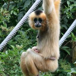 Jong aapje spoorloos verdwenen in Artis