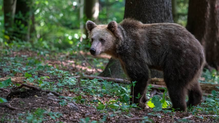 Bruine beer verwondt vijf personen in Slowaakse stad
