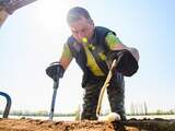Inspectie sluit Brabantse aspergekweker na zes weekendloze werkweken