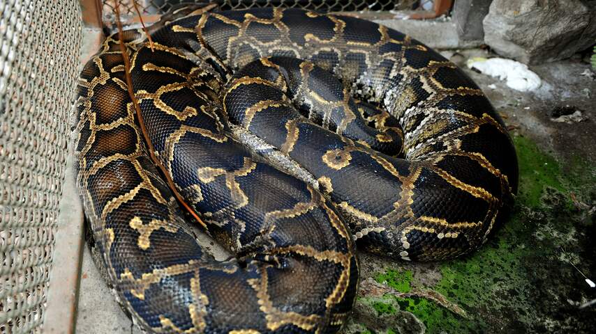 Voorman Aardewerk investering Zwangere python van 5 meter gevonden in Amerikaans nationaal park | Dieren  | NU.nl