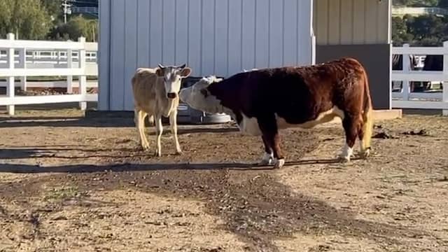 Beeld uit video: Kaley Cuoco redt tweede koe