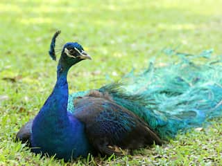 Vogels geruimd op kinderboerderij in Alphen aan den Rijn vanwege vogelgriep