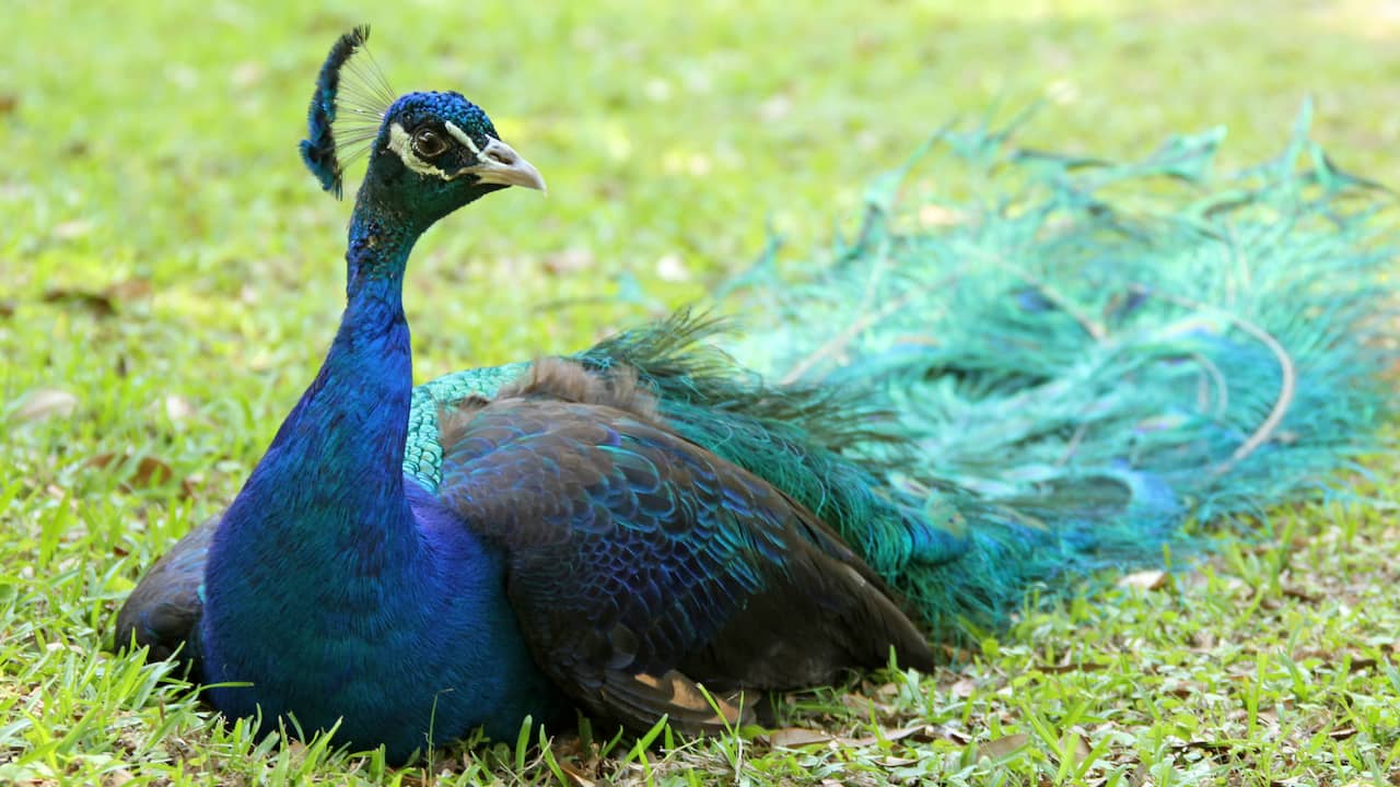 Outbreak of Bird Flu at Alphen aan den Rijn Petting Zoo: Dozens of Animals Culled