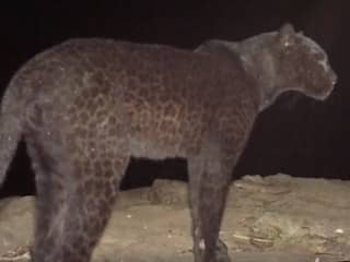 Zwarte luipaard voor het eerst in honderd jaar waargenomen in Kenia