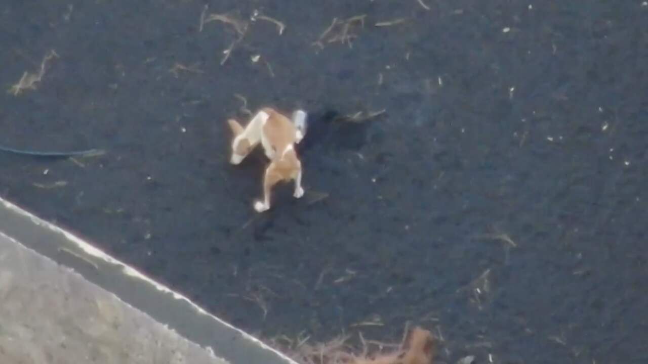 Beeld uit video: Drones droppen voedsel om honden tussen lava op La Palma te redden