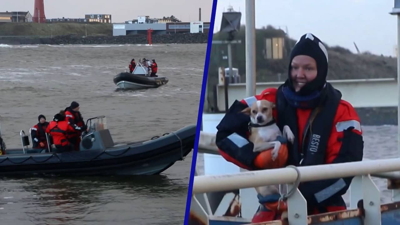 Hond Uit Water Gered Bij IJmuiden Na Grote Actie Zoekactie | NU.nl