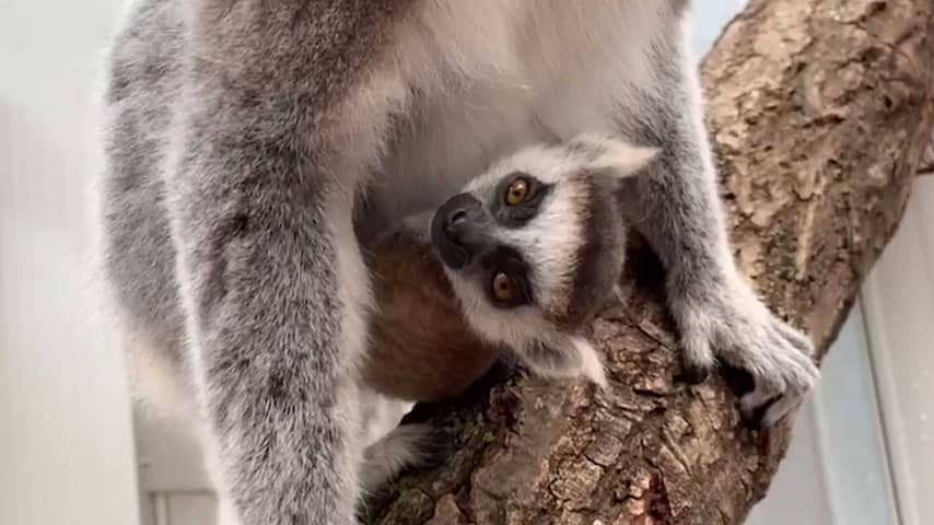 Gegevens van honderdduizenden dierentuin- en pretparkklanten gelekt