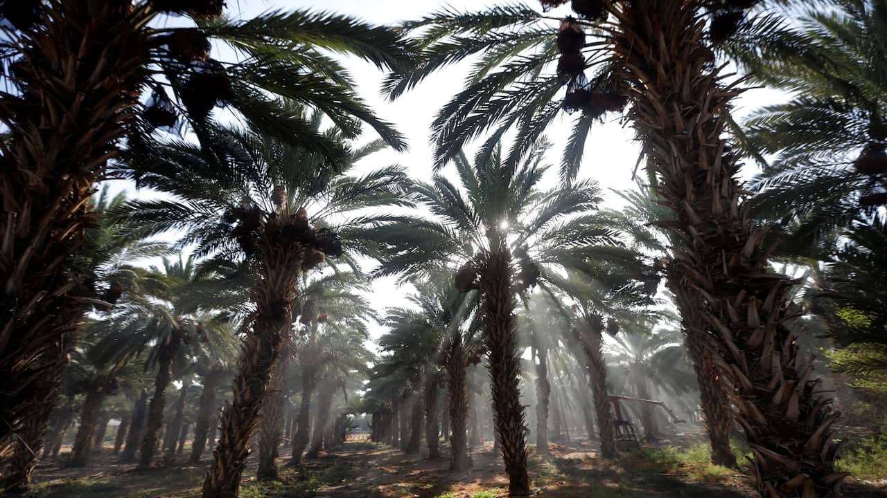 Human-destroyed tropical forests are recovering surprisingly 