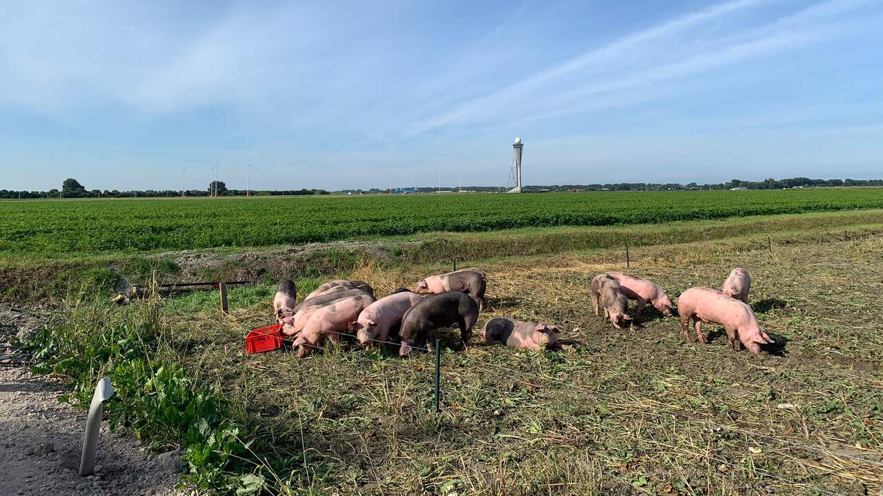 Schiphol zet varkens in om vogels weg te houden bij vliegtuigen