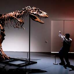 Skelet T. rex-voorganger geveild voor 6 miljoen euro, wetenschappers niet blij
