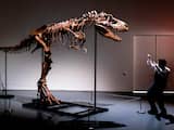 Skelet T. rex-voorganger geveild voor 6 miljoen euro, wetenschappers niet blij