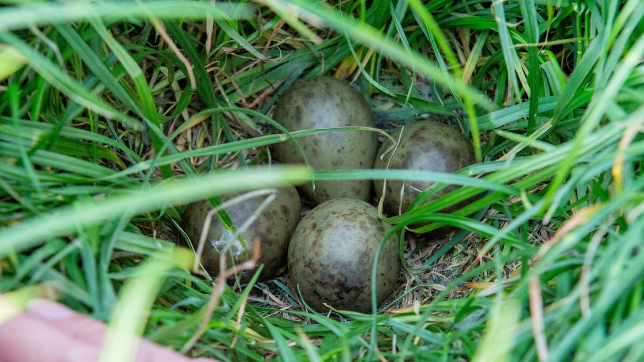 Grutto eieren, verstopt tussen het hoge gras.