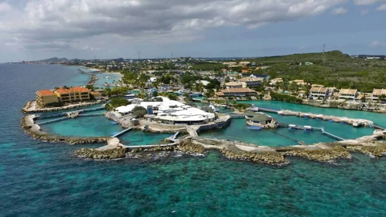 Curaçao sells five dolphins to Saudi Arabia after court agreement |  NOW