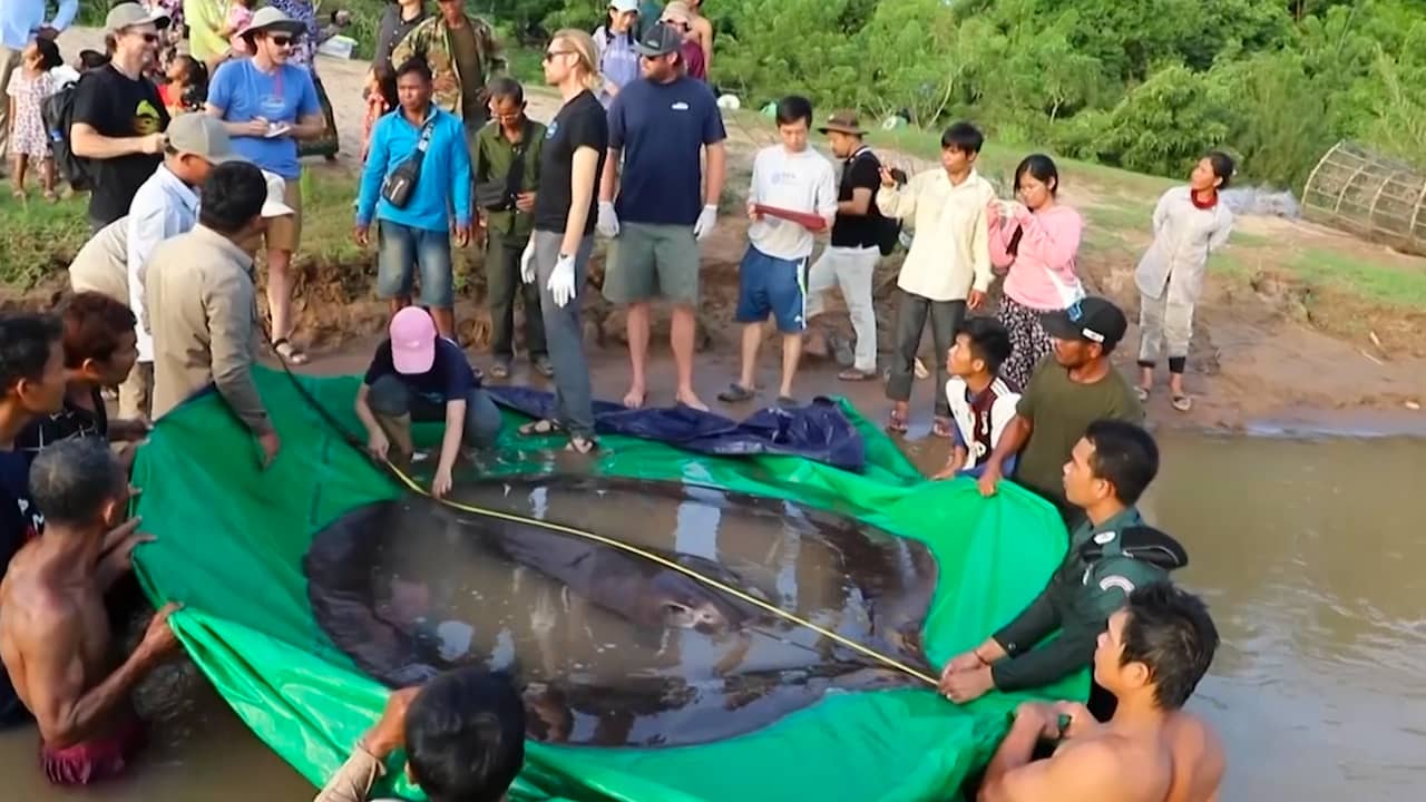 Beeld uit video: Wetenschappers meten grootste zoetwatervis ooit op in Cambodja