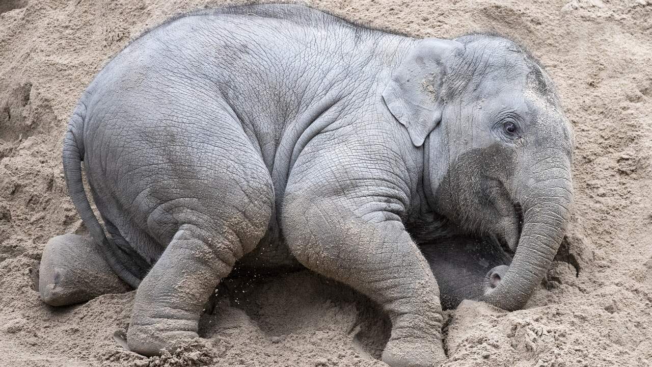 Tre elefanti sono morti di herpes nello zoo di Zurigo in un mese |  Attualmente